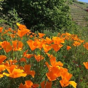 Meet your Posher, Ann